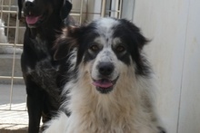 MERCY, Hund, Maremmano-Hütehund-Mix in Italien - Bild 1