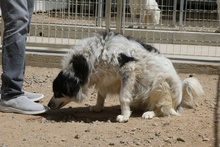 MERCY, Hund, Maremmano-Hütehund-Mix in Italien - Bild 11