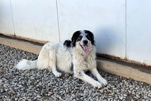 MERCY, Hund, Maremmano-Hütehund-Mix in Italien - Bild 14