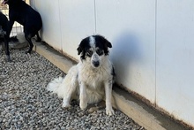 MERCY, Hund, Maremmano-Hütehund-Mix in Italien - Bild 15