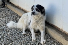 MERCY, Hund, Maremmano-Hütehund-Mix in Italien - Bild 16