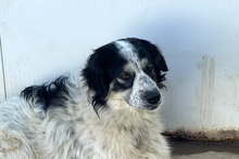 MERCY, Hund, Maremmano-Hütehund-Mix in Italien - Bild 17
