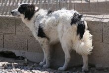 MERCY, Hund, Maremmano-Hütehund-Mix in Italien - Bild 19