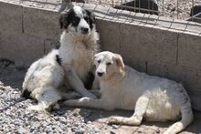 MERCY, Hund, Maremmano-Hütehund-Mix in Italien - Bild 24