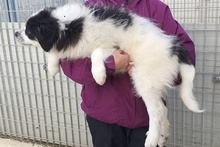 MERCY, Hund, Maremmano-Hütehund-Mix in Italien - Bild 32