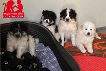 MERCY, Hund, Maremmano-Hütehund-Mix in Italien - Bild 33