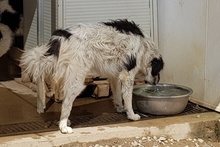MERCY, Hund, Maremmano-Hütehund-Mix in Italien - Bild 4