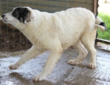 LORETTO, Hund, Mischlingshund in Griechenland - Bild 2