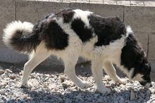 MONTY, Hund, Maremmano-Hütehund-Mix in Italien - Bild 16