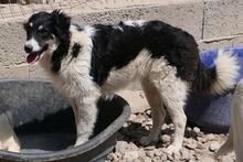 MONTY, Hund, Maremmano-Hütehund-Mix in Italien - Bild 20