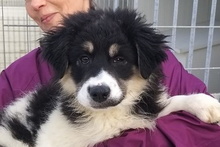 MONTY, Hund, Maremmano-Hütehund-Mix in Italien - Bild 28