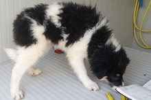 MONTY, Hund, Maremmano-Hütehund-Mix in Italien - Bild 29