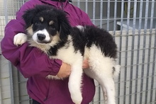 MONTY, Hund, Maremmano-Hütehund-Mix in Italien - Bild 30