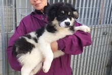 MONTY, Hund, Maremmano-Hütehund-Mix in Italien - Bild 31