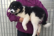 MONTY, Hund, Maremmano-Hütehund-Mix in Italien - Bild 32