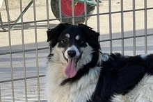 MONTY, Hund, Maremmano-Hütehund-Mix in Italien - Bild 9