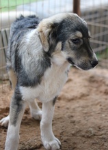 PIANGI, Hund, Mischlingshund in Griechenland - Bild 3