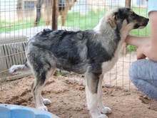 PIANGI, Hund, Mischlingshund in Griechenland - Bild 4