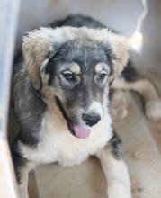 PIANGI, Hund, Mischlingshund in Griechenland - Bild 5
