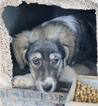 PIANGI, Hund, Mischlingshund in Griechenland - Bild 8