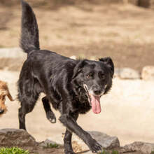 BRIT, Hund, Mischlingshund in Slowakische Republik - Bild 1