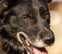 BRIT, Hund, Mischlingshund in Slowakische Republik - Bild 10