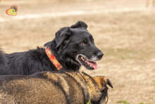 BRIT, Hund, Mischlingshund in Slowakische Republik - Bild 12