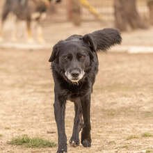 BRIT, Hund, Mischlingshund in Slowakische Republik - Bild 2