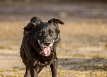 BRIT, Hund, Mischlingshund in Slowakische Republik - Bild 4