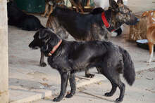 BRIT, Hund, Mischlingshund in Slowakische Republik - Bild 6