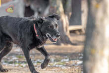 BRIT, Hund, Mischlingshund in Slowakische Republik - Bild 8