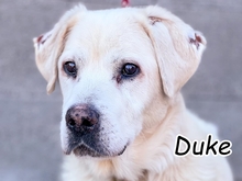 DUKE, Hund, Labrador-Mix in Slowakische Republik - Bild 1