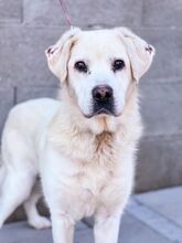 DUKE, Hund, Labrador-Mix in Slowakische Republik - Bild 2