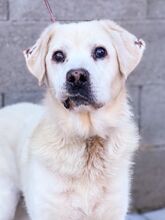 DUKE, Hund, Labrador-Mix in Slowakische Republik - Bild 3