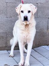 DUKE, Hund, Labrador-Mix in Slowakische Republik - Bild 5