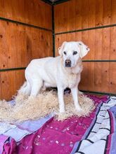 DUKE, Hund, Labrador-Mix in Slowakische Republik - Bild 8