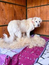 DUKE, Hund, Labrador-Mix in Slowakische Republik - Bild 9