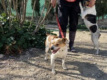 EPO, Hund, Mischlingshund in Spanien - Bild 11