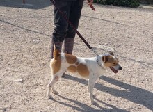 EPO, Hund, Mischlingshund in Spanien - Bild 13