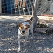 EPO, Hund, Mischlingshund in Spanien - Bild 15
