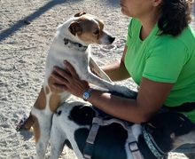 EPO, Hund, Mischlingshund in Spanien - Bild 16
