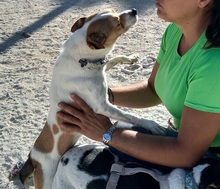 EPO, Hund, Mischlingshund in Spanien - Bild 18