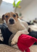 EPO, Hund, Mischlingshund in Spanien - Bild 2
