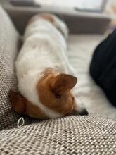 EPO, Hund, Mischlingshund in Spanien - Bild 5