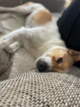 EPO, Hund, Mischlingshund in Spanien - Bild 7