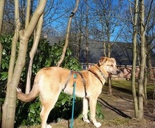 MAXI, Hund, Mischlingshund in Buchholz - Bild 12