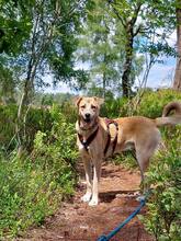 MAXI, Hund, Mischlingshund in Buchholz - Bild 17