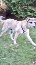 MAXI, Hund, Mischlingshund in Buchholz - Bild 5