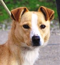 MAGGIE, Hund, Mischlingshund in Rumänien - Bild 1
