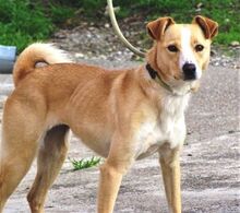 MAGGIE, Hund, Mischlingshund in Rumänien - Bild 2